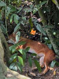Discover Asia's First Rainforest Adventure Zoo in Singapore!