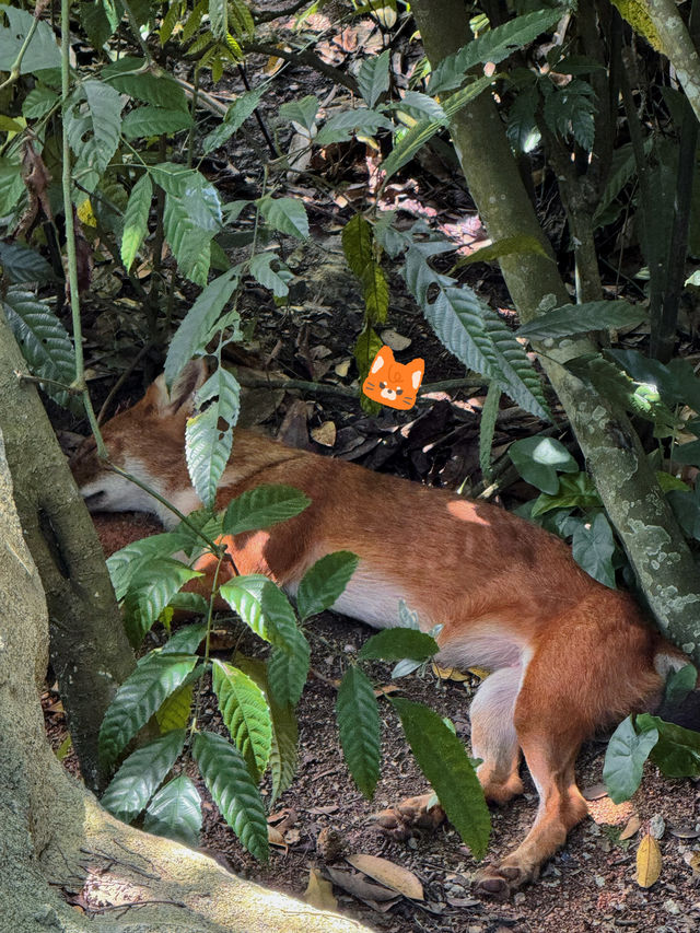 Discover Asia's First Rainforest Adventure Zoo in Singapore!