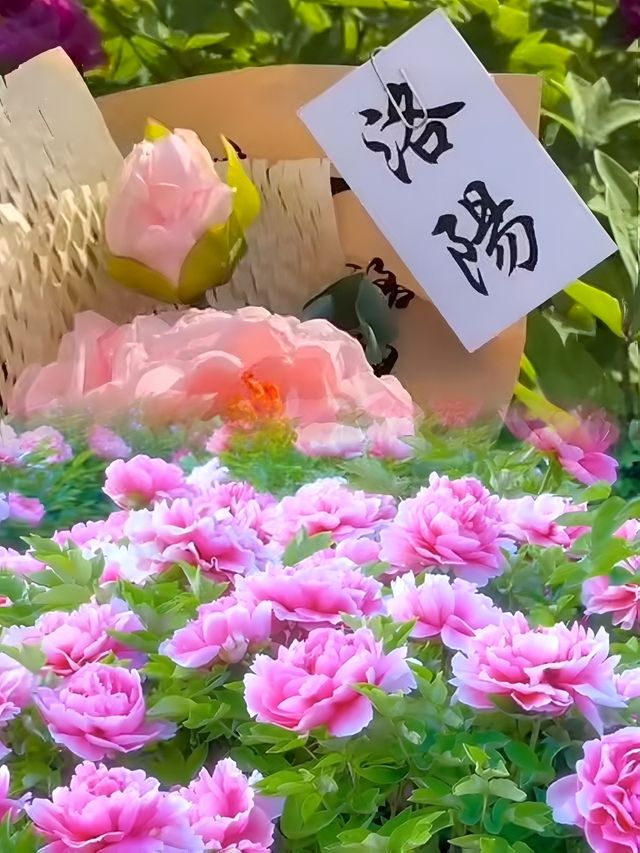 清明節短假期·3日輕鬆旅行指南
