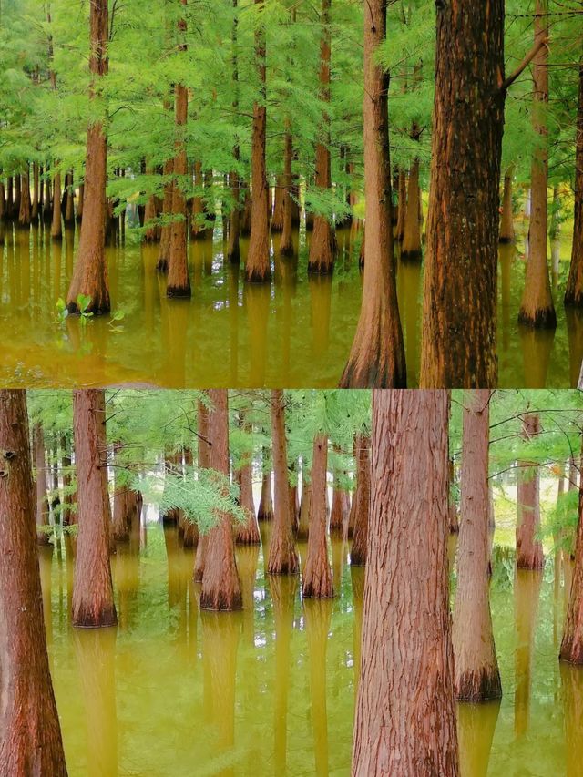 探索昆明海洪濕地，與自然共舞