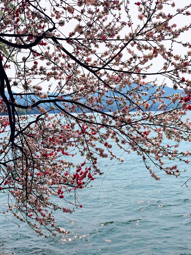 春日來信｜孤山的桃花開啦