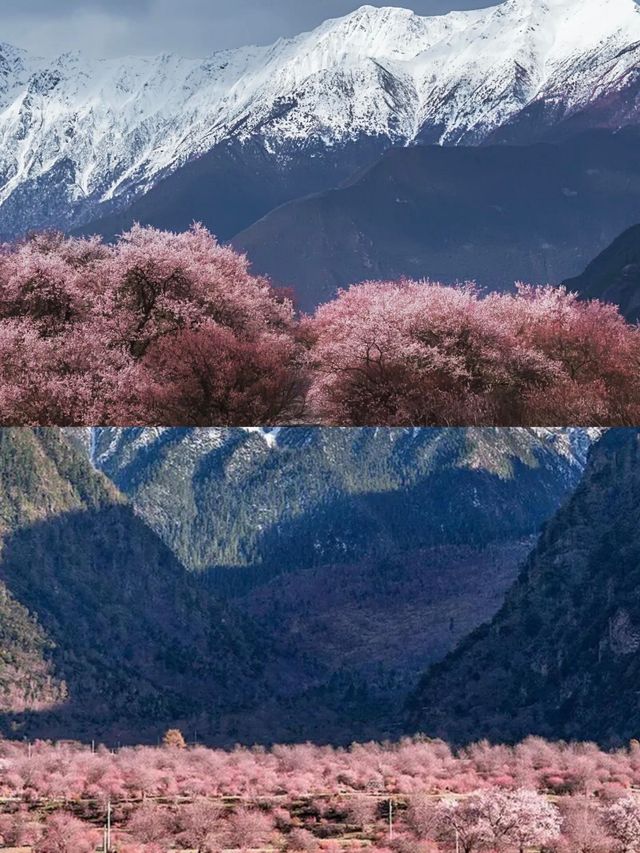 來西藏迎接你的"桃花"運吧！