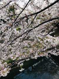 花見名古屋：千年古城的櫻花物語