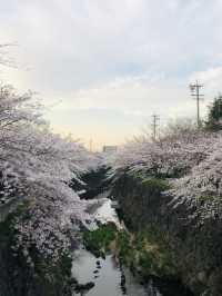 花見名古屋：千年古城的櫻花物語