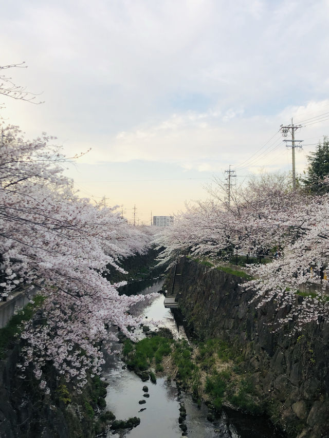 花見名古屋：千年古城的櫻花物語