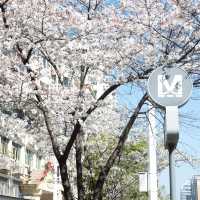 🌸武漢櫻花公交站，邂逅限定春日浪漫！