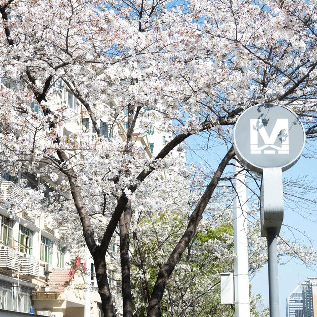 🌸武漢櫻花公交站，邂逅限定春日浪漫！