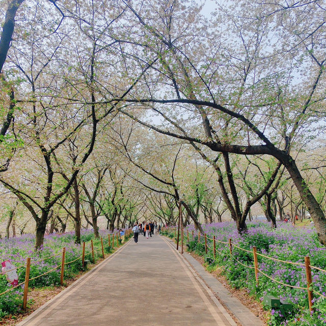 ✨相約一場櫻花的浪漫｜武漢東湖櫻花園🌸