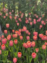 Luboyuan Nanjing: a mini Netherlands to see tulip 🌷