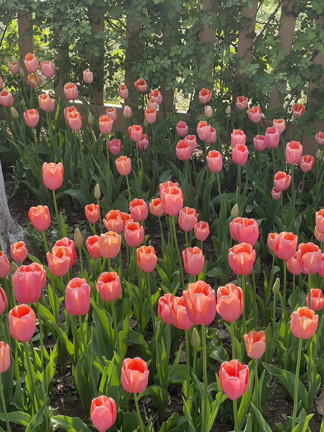 Luboyuan Nanjing: a mini Netherlands to see tulip 🌷