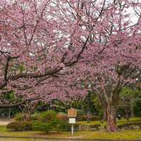 🌸藏在名古屋城邊的春日浪漫！名城公園賞櫻&打卡指南✨