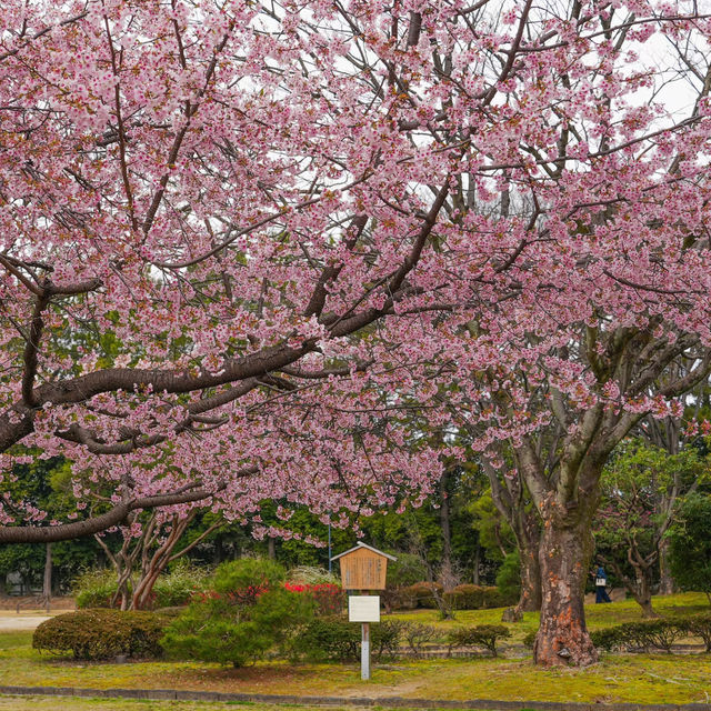 🌸藏在名古屋城邊的春日浪漫！名城公園賞櫻&打卡指南✨