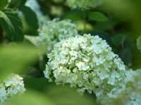 東京府中の繡球花夢境🌸