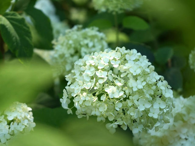 東京府中の繡球花夢境🌸