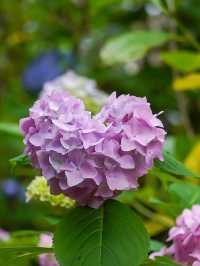 京都智積院 | 繡球花的禪意之美