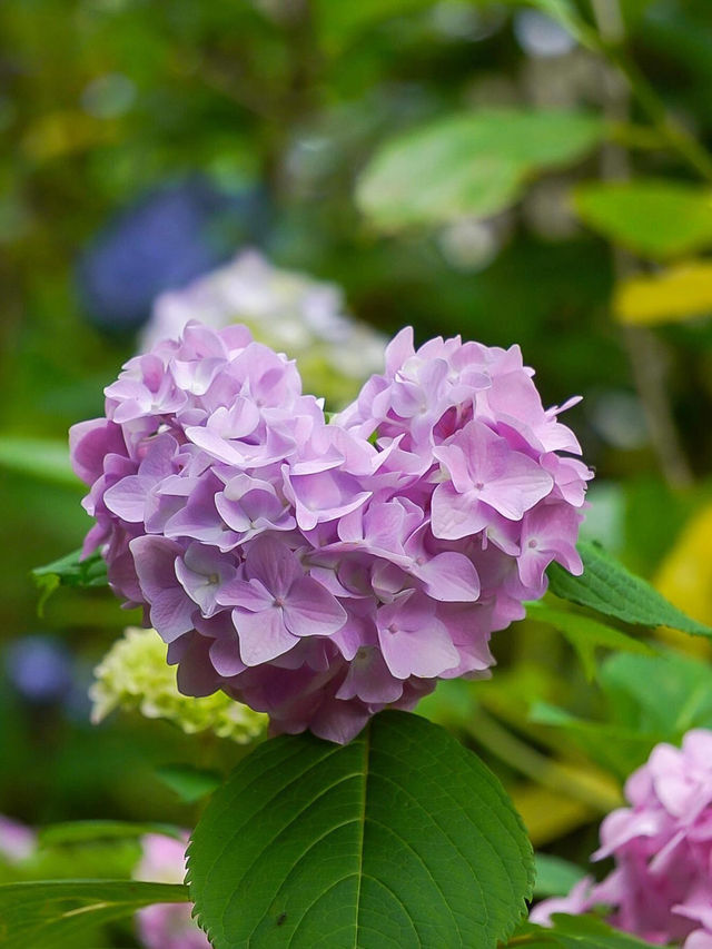 京都智積院 | 繡球花的禪意之美