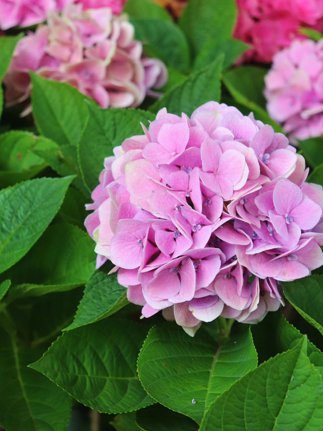 🌸濟州島山茶花之丘 | 繡球花的夢幻國度