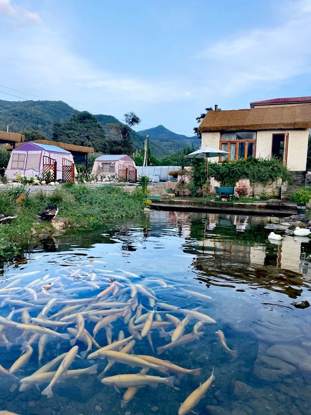 本溪院裡樹下露營|瀋陽後花園嘅吸氧之旅