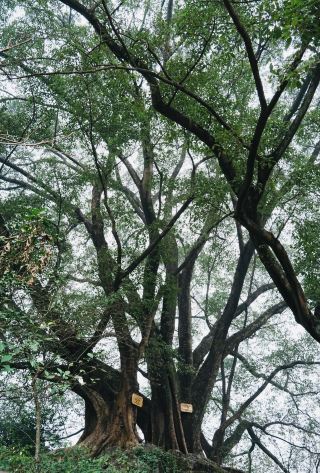 Guizhou | The Secluded Ancient Banyan Village of Lujiazhai
