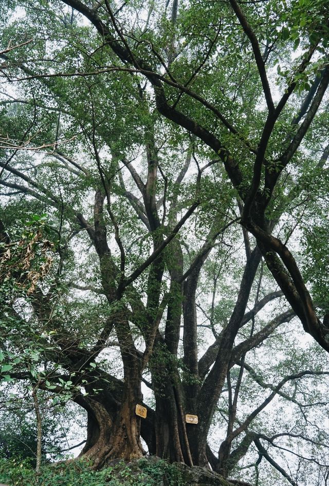 貴州｜與世隔絕的陸家寨古榕村