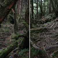 เดินเล่นป่าโบราณไต้หวัน Taipingshan