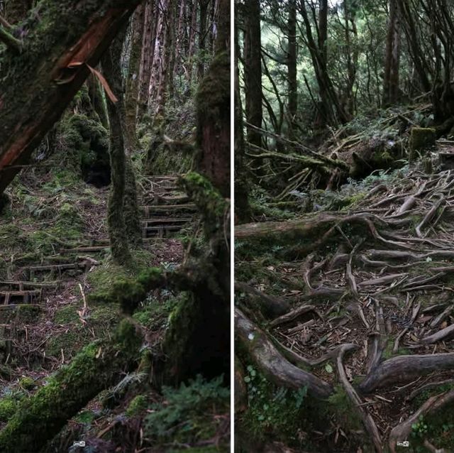 เดินเล่นป่าโบราณไต้หวัน Taipingshan