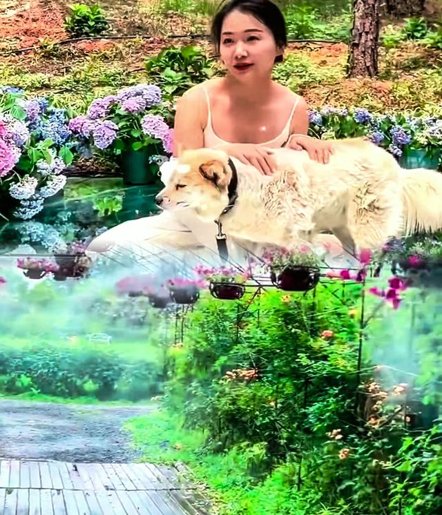 奔向六月揚州，邂逅限定版嘅美好與愜意