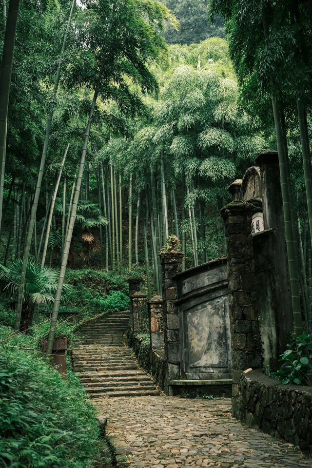 七八月嘅莫干山，係23℃嘅綠野仙蹤。