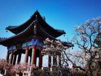南京梅花山 | 金陵冬日的浪漫盛景