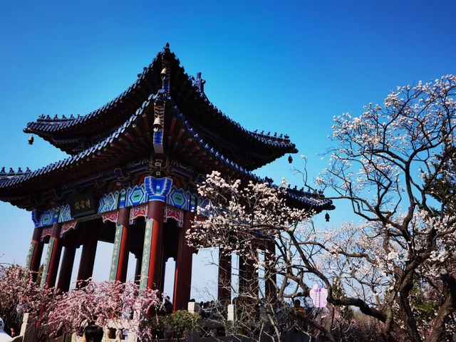 南京梅花山 | 金陵冬日的浪漫盛景