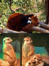 南京紅山動物園超詳細攻略