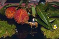 夏至 · 紅雲品茗之約