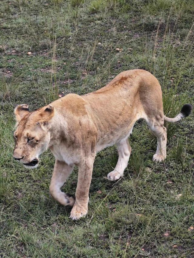 嚟肯尼亞實現我嘅非洲safari願望清單啦！呢度簡直係野生動物嘅天堂，每日擘大眼就見到各種神奇動