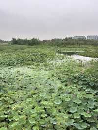 Nanyuan Forest Wetland Park in Beijing! 