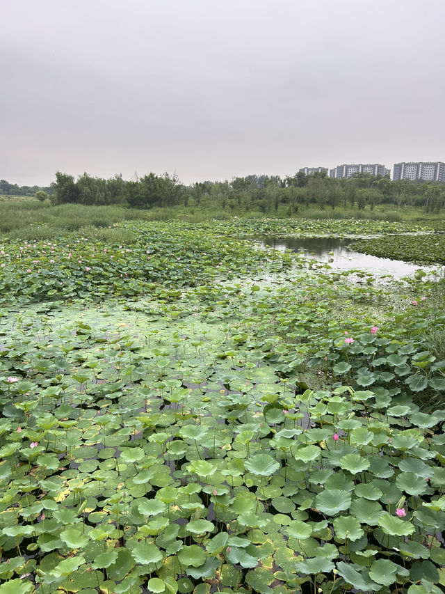 Nanyuan Forest Wetland Park in Beijing! 