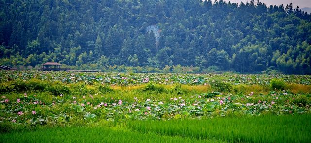 【夏日賞荷】南平五夫：朱熹故里，邂逅盛放的千畝紅蓮