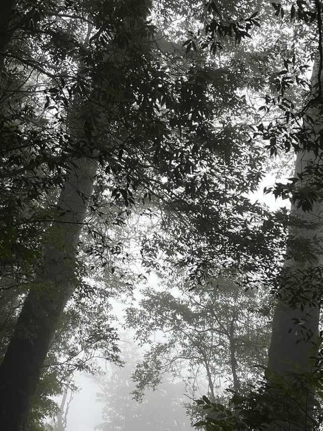Reconnect with Nature in the misty forest🧚🏼🌿✨