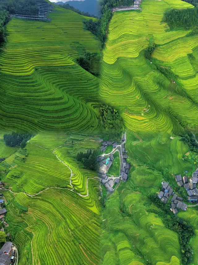 Longji Rice Terraces Complete Guide