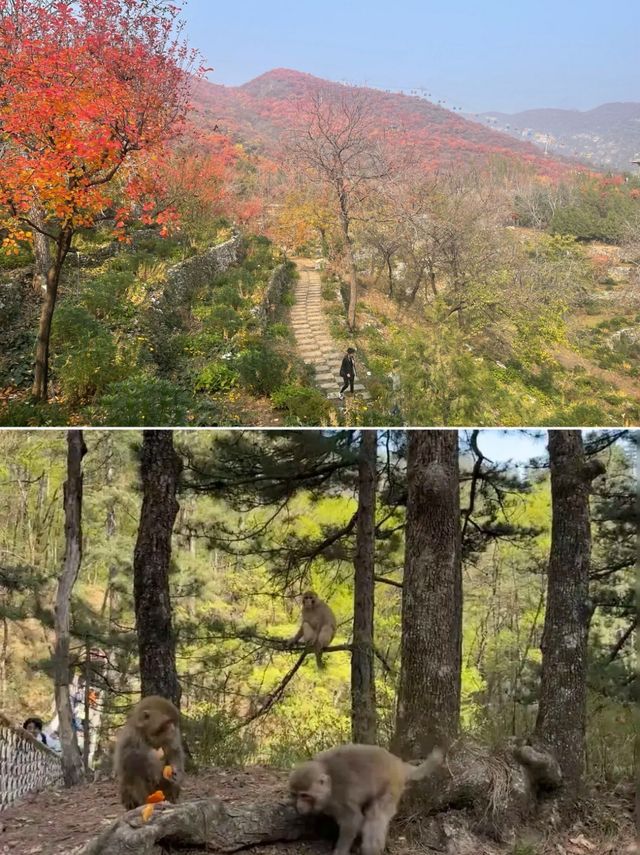秋色漸染太行峽谷