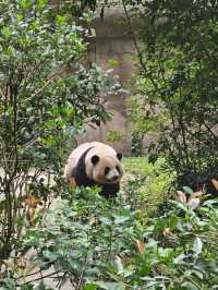 🐼 청두 자이언트 판다기지 이렇게 구경하세요 🐼