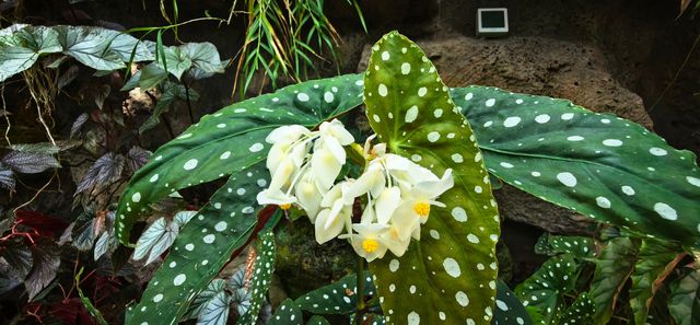 世博溫室花園