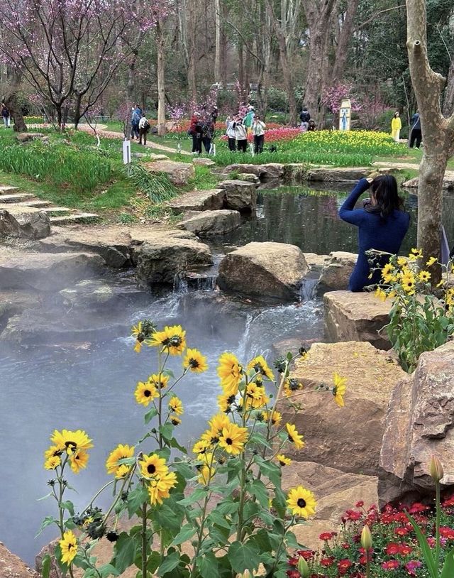 南京中山植物園大賞花浪漫程度不輸玫瑰！