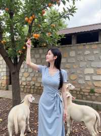杭州的柿柿如意來約你了
