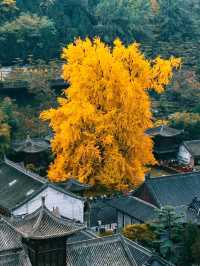 這片銀杏林美哭了！陰雨天竟然也能出大片