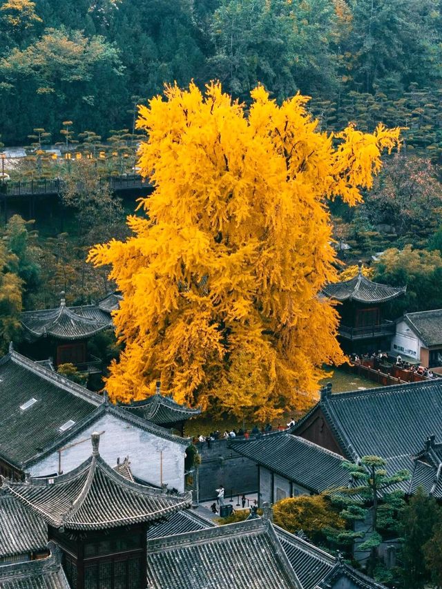 這片銀杏林美哭了！陰雨天竟然也能出大片