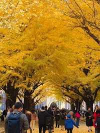 東京大學銀杏季倒數計時 這裡美到忘記呼吸！