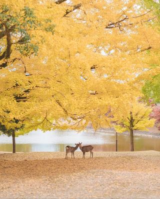 Deer and fiery red leaves in Nara