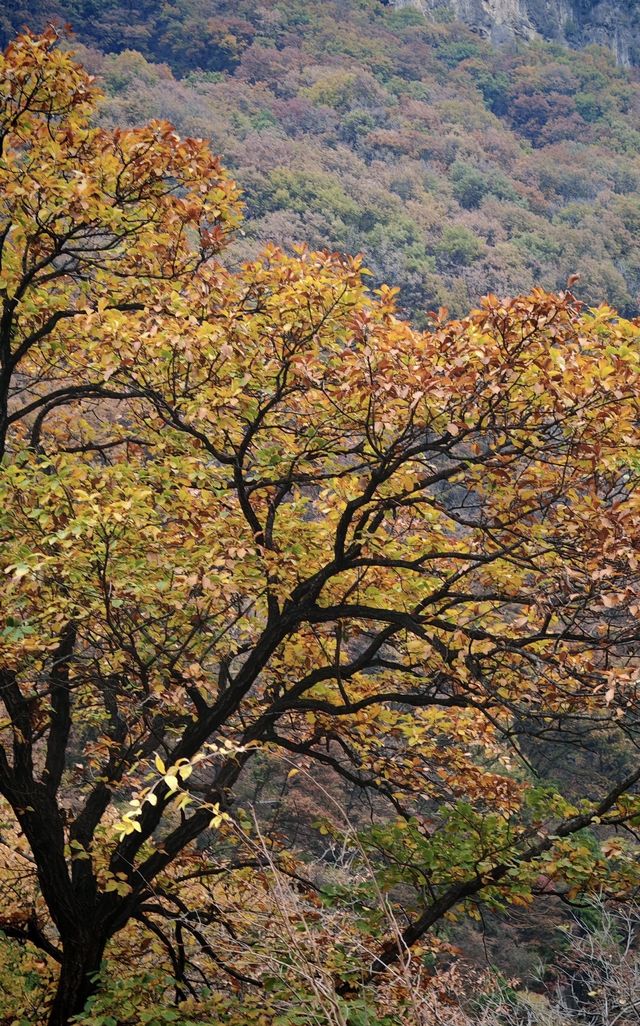 阜平山的深秋美景解鎖啦｜把北方的美景變成了油畫
