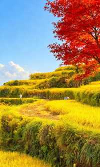 天台山秋色已封神