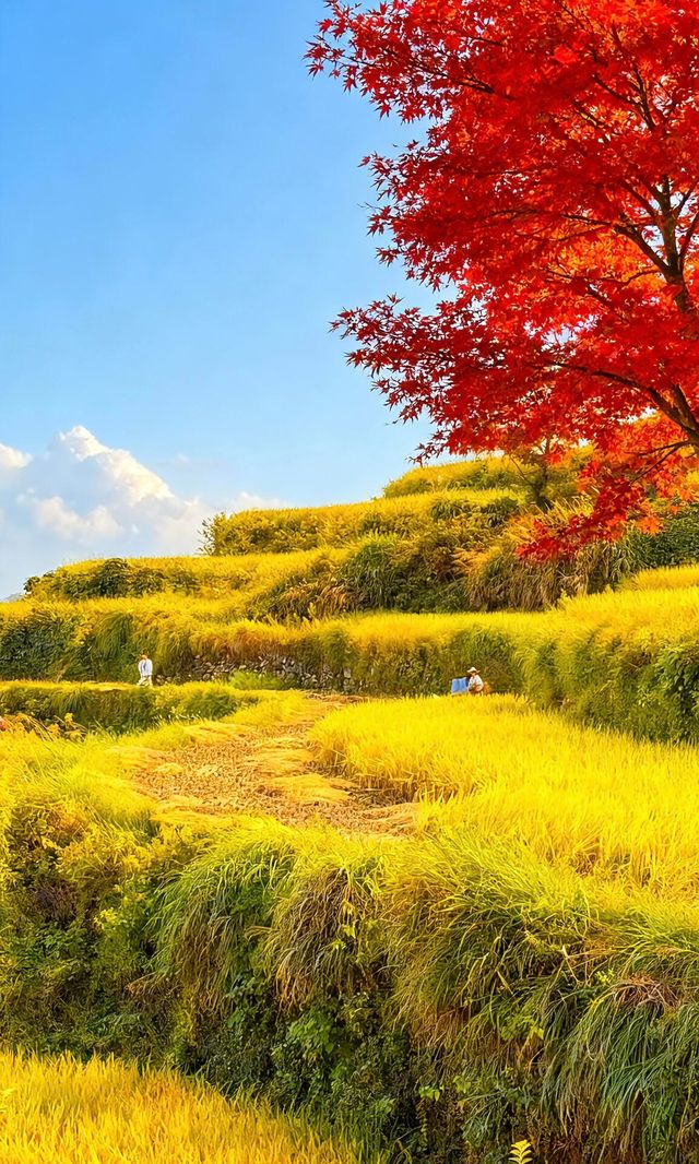 天台山秋色已封神